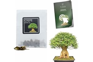 YUGEN BONSAI 30 Crepe Myrtle Bonsai Seeds | Lagerstroemia Indica | Growing Guide | Grow Your Own Bonsai Tree | Bonsai Beginners and Enthusiasts