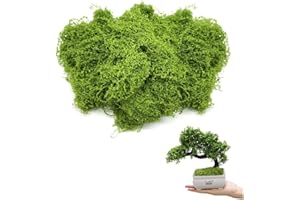 DKDXID 100g Kunstmoos zum Basteln Künstliches Moos Deko Bastelmoos Konserviert Modellbau Moos Krippenmoos Kaufen Moose Fake Moss Islandmoos zum Basteln Fake Moos Getrocknet Natur Echtes Moosbild