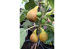 Ficus Carica "Bornholms diamant" stam 60–70 cm – vinterhård fikonväxt för trädgård och terrass