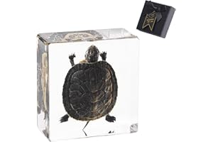 ‎1ST HEAVEN 1st Heaven Präparierte Schildkröte, Echtes Rotwangen-Schmuckschildkrötenpräparat im Harz - Briefbeschwerer mit Geschenkbox - Einzigartige Wohn- und Bürodekoration, Geschenk für Naturliebhaber
