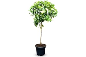 Citronnier - Taille L : 150 cm.