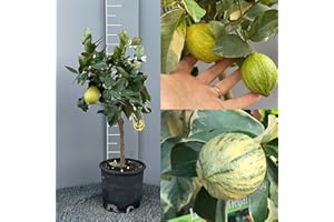 SAVINI VIVAI L'ARTE DI FARE NATURA SAVINI VIVAI Pianta di Limone Albero Agrumi Limone Variegato in Vaso da 20 cm Altezza 70 cm 2-3 Anni di innesto Made Italy