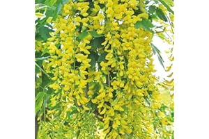 THOMPSON & MORGAN Hardy Perennial Laburnum ‘Golden Rain’ Deciduous Flowering Tree, Potted Garden Plants Ideal for Cottage Gardens, Walls, Fences, Patio and Containers (1 x 3.6 Litre Pot)