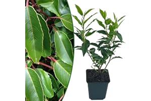 INTRAGARTEN GMBH Portugiesischer Kirschlorbeer | 3 Stück | Prunus lusitanica angustifolia von Intragarten | winterhart und immergrün | Heckenpflanze im 9x9cm Topf