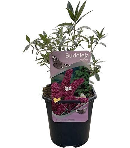 Zwerg-Schmetterlingsflieder / Zwerg-Sommerflieder Butterfly Candy Lila Sweetheart 723 120577
