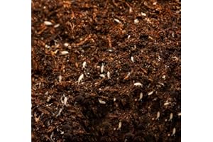 AntHouse – Cultivo de Colémbolo Blanco – Alimento Vivo Nutritivo y Limpiador Natural para Hormigas y Mascotas Exóticas – Ideal para Terrarios y Colonias – Formato 500 CC