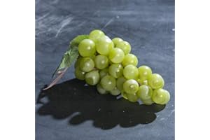 mucplants Hochwertige künstliche Trauben Grün 16cm Rebe Weintrauben Dekoobst Kunstobst für Ihr Zuhause