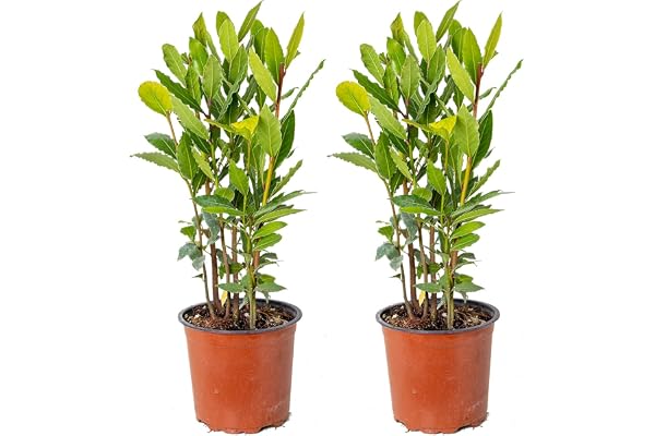Bloomique - Lot de 2 - Laurus Nobilis - Laurier-sauce - Plantes de jardin - Résistante au gel - Hauteur 40-50 cm - Pot 15 cm
