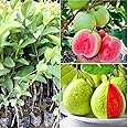 Red diamond guava grafted plant, grafted plant for red diamond guava (pack of 1)