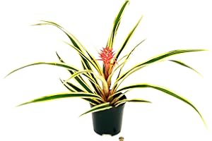 POWERS TO FLOWERS - PIANTA ANANAS VARIEGATO VASO 15CM CON FRUTTO, pianta vera