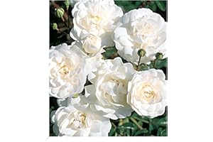 BALDUR Garten Weiße Rose 'Sea Foam', 1 Pflanze, Bodendeckerrose winterhart, mehrjährig, blühend, duftend, Rosa Hybride, robuste Rose, schnellwachsend, viele Blüten
