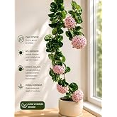 Bitkidunyam Pembe-Kırmızı Yıldız &Ccedil;i&ccedil;ekli Hoya Carnosa Mum &Ccedil;i&ccedil;eği Fidanı