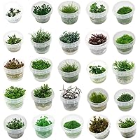 Naqua In Vitro Aquarium Pflanzen - Algen & Schneckenfrei (Alternanthera reineckii Mini)