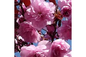 Dwarf Patio Royal Burgundy Flowering Japanese Cherry Tree 3-4ft Supplied in a 5 Litre Pot by DirectPlants