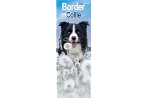 Border Collie Slim 2026 Calendar | Slimline Wall Calendar | Dog Breed Gift | Plastic Free Packaging | by Avonside Publishing