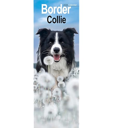 Bgletto d'augur per cane Border Colle, regalo per cane, HO DSEGNATO CAN, WF005 - Etsy tala