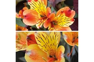 THOMPSON & MORGAN Alstroemeria Summer Duo ‘Summer Breeze’ and ‘Indian Summer’ Hardy Perennial Flowering Garden Plants for Pots and Border 2 x Jumbo Plugs by Thompson and Morgan