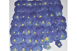 HANDI-KAFU 12 pcs Purple Viola Real Natural Dried Pressed Flowers for Resin Art Craft DIY Making Card Home Party Décor