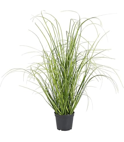 Amazon.de: Gasper Kunstpflanze Grasbusch im Kunststofftopf, Farbe: Grn, in  der Hhe: 40 cm, 104092-00