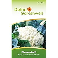 Blumenkohl Erfurt Blumenkohlsamen | Samen für Kohl | Kohlsamen | Saatgut