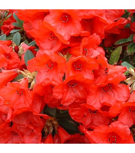 rhododendron images Yaku Prince Rhododendron main image 1