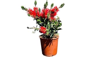 Tropictrees Callistemon Citrinus, 80-100 cm, Bottelbrush, pour plâtre, feutrer, couleur rouge