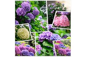 HUA XIAN ZI Große Hortensie Samen Bunte Farbwechsel Blumen (50g) Vier Jahreszeiten Blumen Outdoor Gartenzwerg
