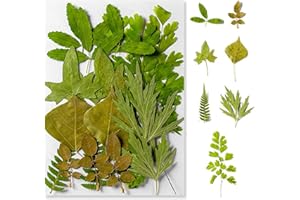 ZIMOER Getrocknete Blätter Basteln Gepresste Blätter Natürlich Bunte Blätter Deko Gemischt Grüner Stil DIY für Harz Karten Kerzen Seife Schmuck Lesezeichen Anhänger Scrapbooking Handwerk