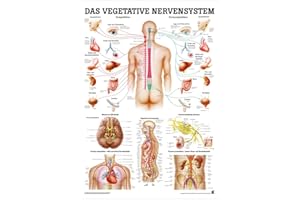 SPORTTEC Sport-Tec Rahmenlos - Tabla de aprendizaje (100 x 70 cm), diseño de sistema nervioso