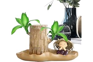 yanzisura Bois porte-bonheur brésilien, bois porte-bonheur du Brésil, plante hydroponique en pot, bois porte-bonheur brésilien, quatre saisons, purificateur d'air décoratif pour bureau d'intérieur,