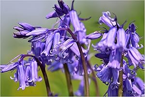 Oliwier's Bulbs 10x English Bluebell Bulbs Hyacinthoides Non-scripta Early Spring Flowering Blue Bell Shape Hardy Flower Bulbs Ready to Plan Now