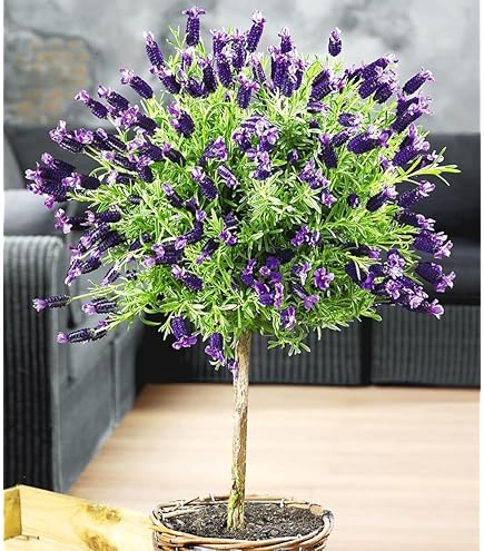 Amerikanischer Blauregen am Doppelbogen, Topf 21 cm - Wisteria Frutescens 'Amethyst  Falls' : Amazon.de: Garten