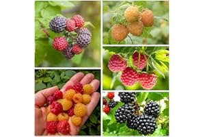 BRKENT Himbeeren Pflanzen Samen ObstbäUme Obst Frisch Baum Himbeere SäUlenobst Baumsamen Garten Pflanzen Winterharte Balkonpflanzen Geschenke FüR Gartenfreunde Bio Saatgut Obstbaum 300 Himbeeren Samen