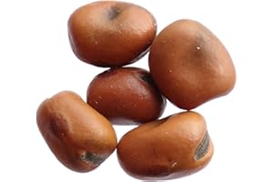 GÉNÉRIQUE Féverole d‘Hiver Diva - 40 grammes - Vicia Faba L. - Bean - (Engrais vert) - SEM27