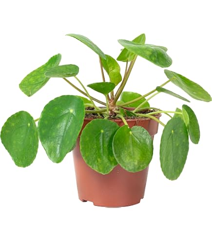 black cardinal variegata Philodendron Black Cardinal Variegated main image 0