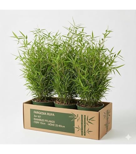 Fargesia murieliae 'Jumbo' Bambus 125-150 cm : Amazon.de: Garten