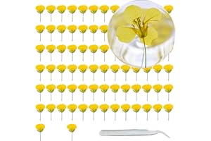 Cayway 80 PCS Natural Dried Pressed Flowers Yellow Pressed Rapeseed Flowers for Resin, Natural Real Dried Flowers, Dry Flowers for Resin, Card Making