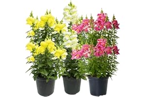 FIORI COMMESTIBILI BIO Bocca di Leone (6 PIANTE) - Fiori NON commestibili - Azienda agricola Carmazzi