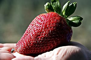 Grow your secret garden Giant Strawberry Seeds - Fragaria Ananassa- Apple Size Strawberries