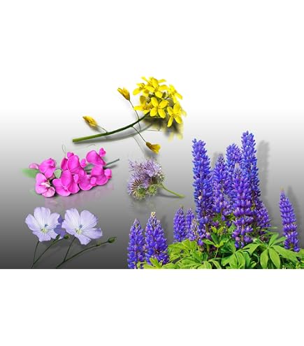 Graines De Phacélie 350g - Engrais Vert Et Plante Mellifère - Pour 350m²