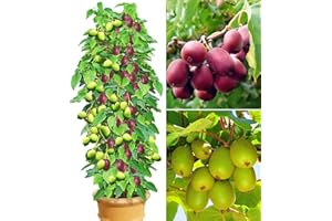 BALDUR Garten DUO-Kiwi-Turm-Kollektion, 1 Kens Red + Befruchter Nostino und 1 Issai Pflanzen Actinidia arguta winterhart, reiche Ernte an großen Früchten
