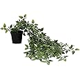 Kuber Industries Artificial Plant with Pot|Fake Plant Pots for Home D?cor|Indoor Plant for Table, Balcony, Living Room (Green)