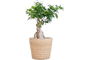 BloomPost Bonsai Ficus Ginseng + Panier - Plante d'intérieur 25-35 cm - Peu d'entretien - Plante d'intérieur - Facile à cultiver - Plantes de bureau - Parfaites pour un air pur - Pot inclus