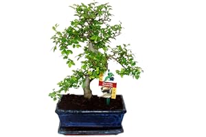 Exotenherz Bonsaiträd av kinesisk alm, ulmus parviflora, ca 8 år
