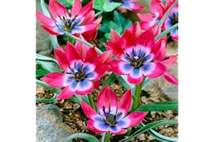 BOTANICAL BLISS 8 Tulip Little Beauty Bulbs - Thrives in UK Climates - Fragrant Perennial with Ruby-Like Blooms - RHS Award Winner