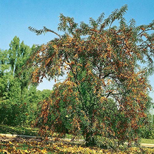 Sanddorn Busch, je 1 Pflanze männlich+1 Pflanze weiblich