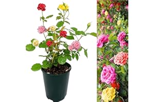 Carbeth Plants Tricolour Rose Bush - 5L Pot Mixed Colour Rose Plants Outdoor Garden Ready - Patio Standard Roses - Red, Pink and Yellow Bush