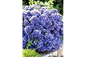 HAPPY GREEN SHOP New England Aster Sky Blue - 350 Seeds + freebie + Plant tag (Symphyotrichum novae-angliae)