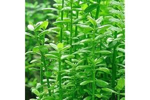 LAMPHLE 50pcs graines de plantes d'aquarium eau herbe tortue décoration de réservoir de poissons pour la plantation de jardin