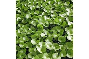 WFW WASSERFLORA Nierenförmiges Trugkölbchen/Heteranthera reniformis für den Teich